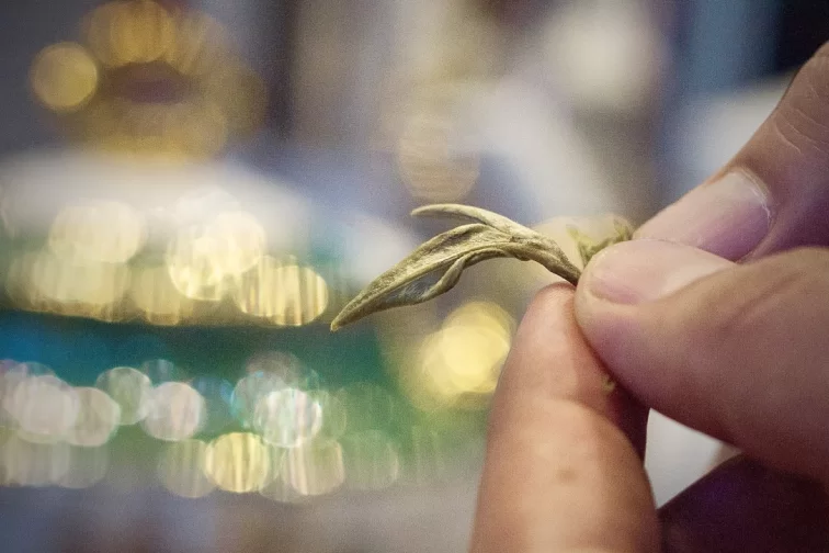 curso gratis de té
